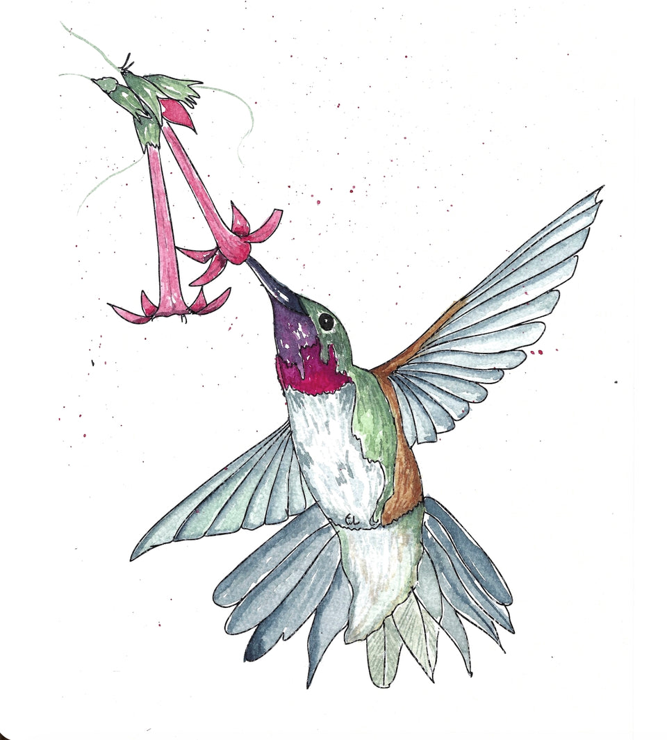 Watercolor Hummingbird