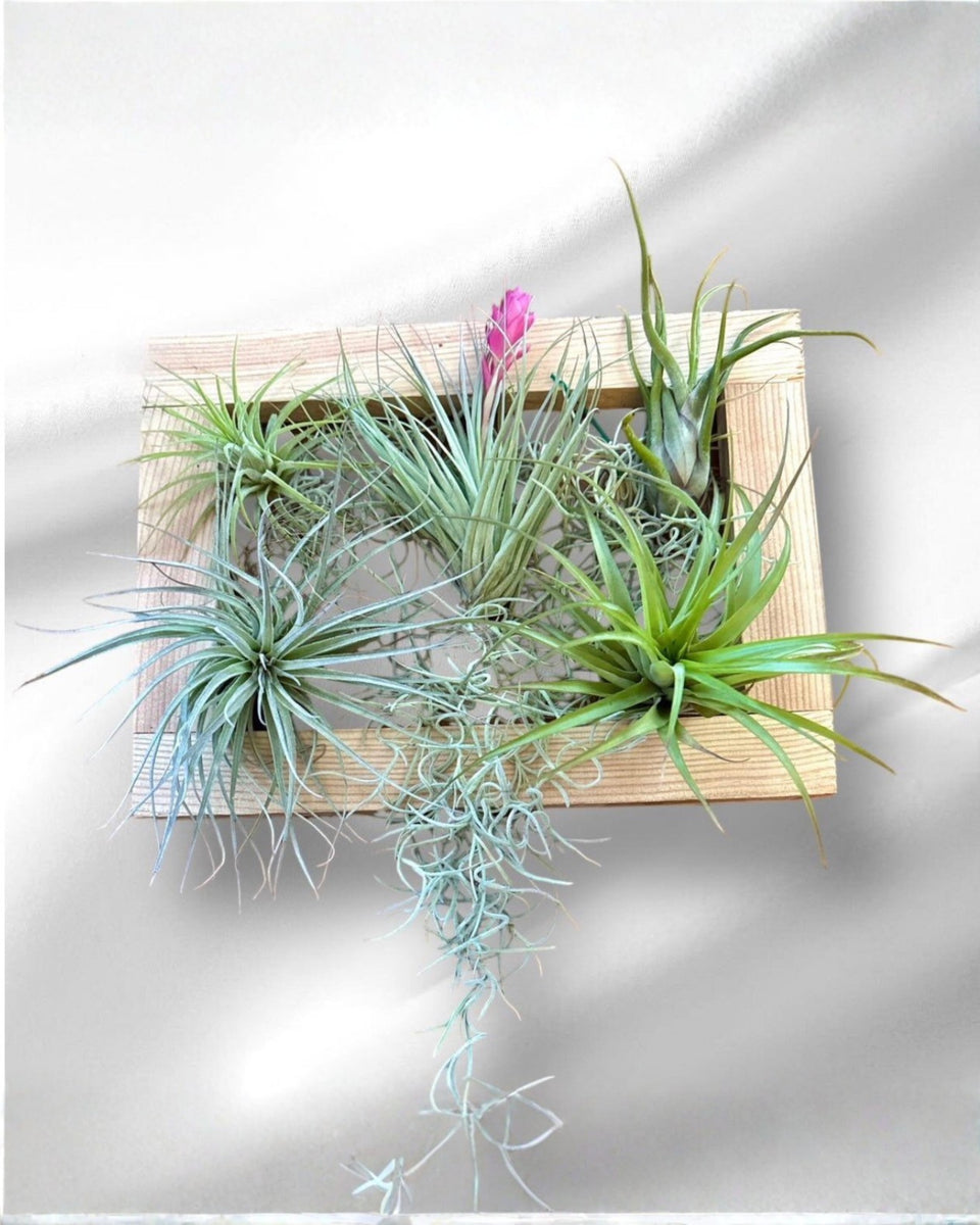 Air Plant Picture Frame