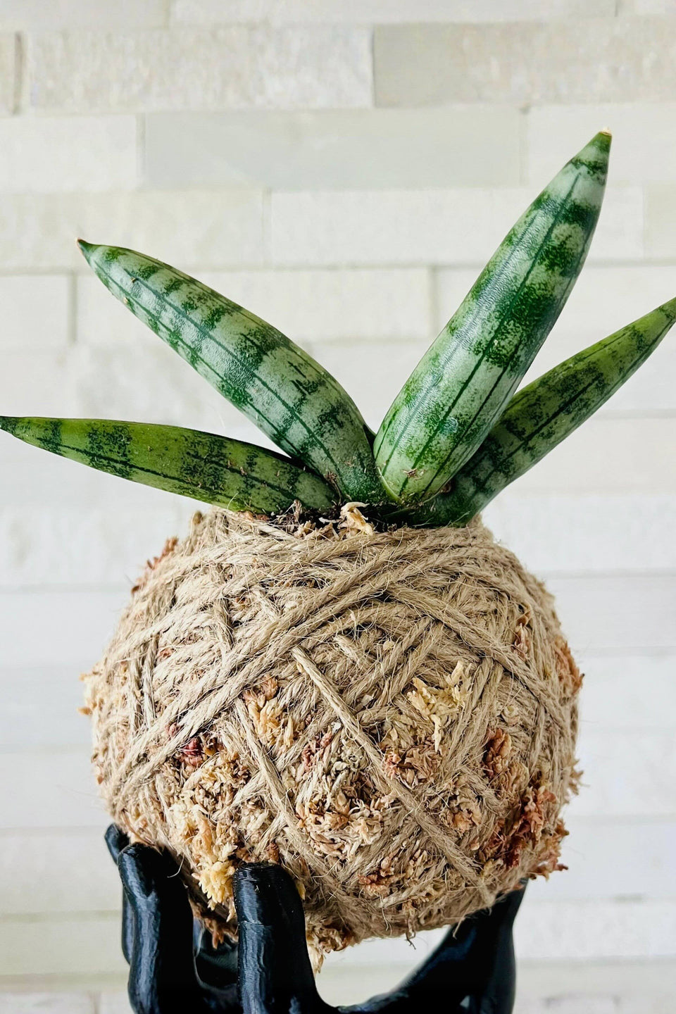 Kokedama DIY