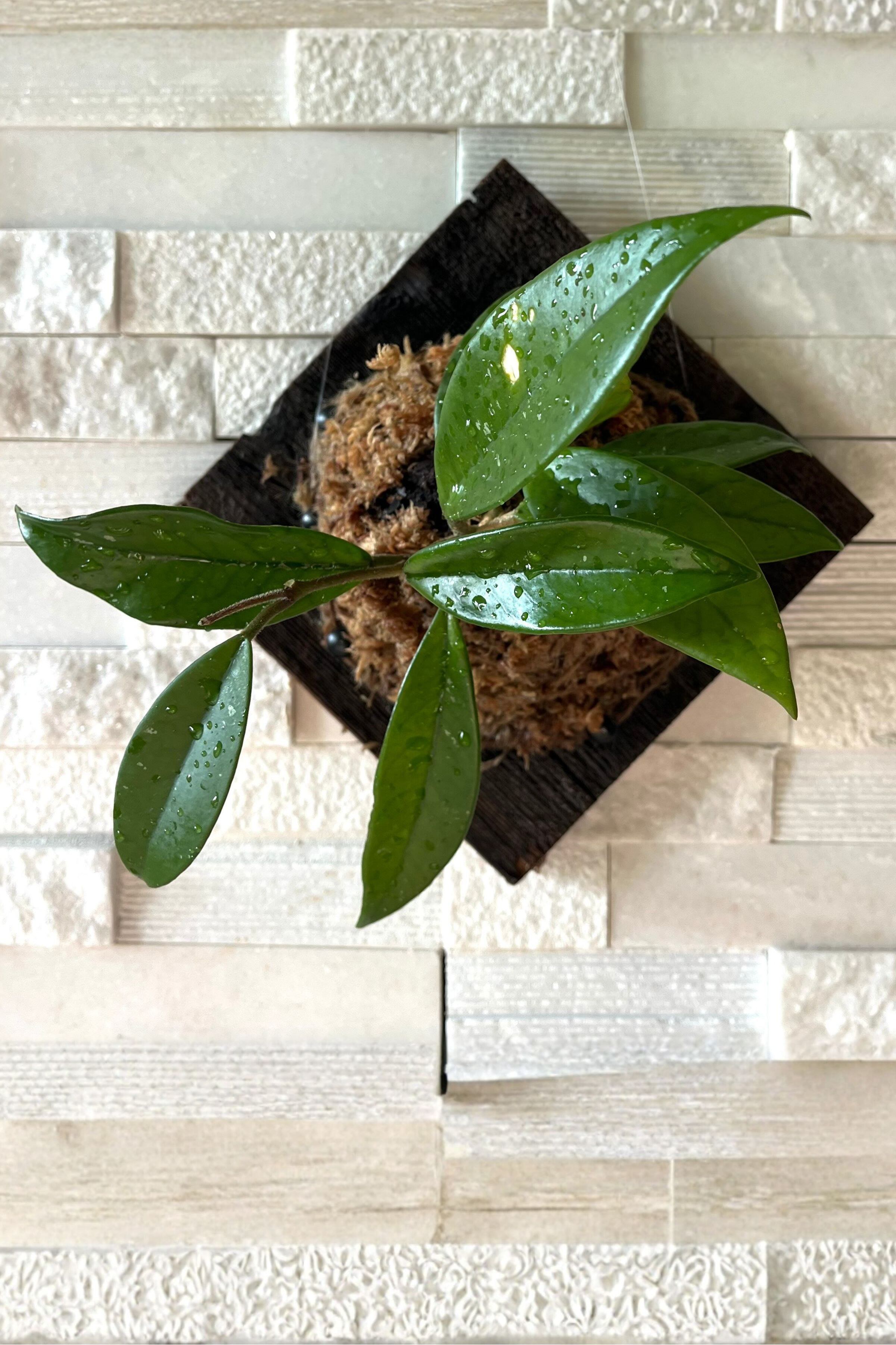 Wei Wall Mounted Plants | Kit | TX