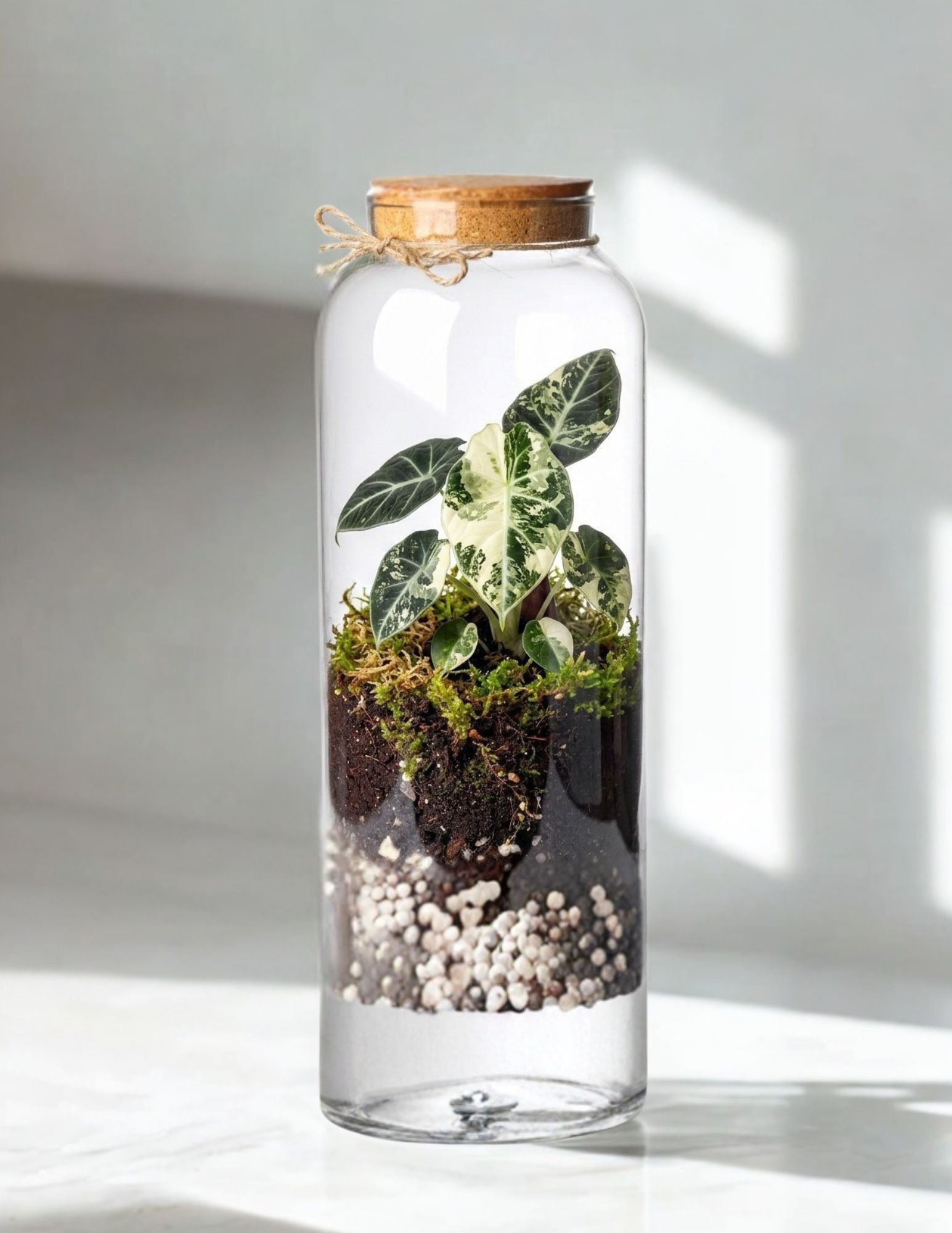 Schwebel Variegated House Plant Terrarium | Kit | AZ